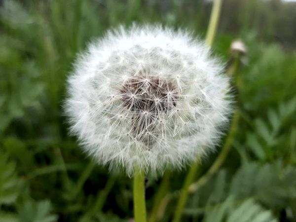 Pusteblume – Wünsch Dir was!