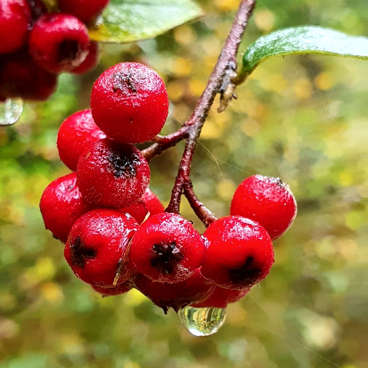 Rote Beeren im Herbst
