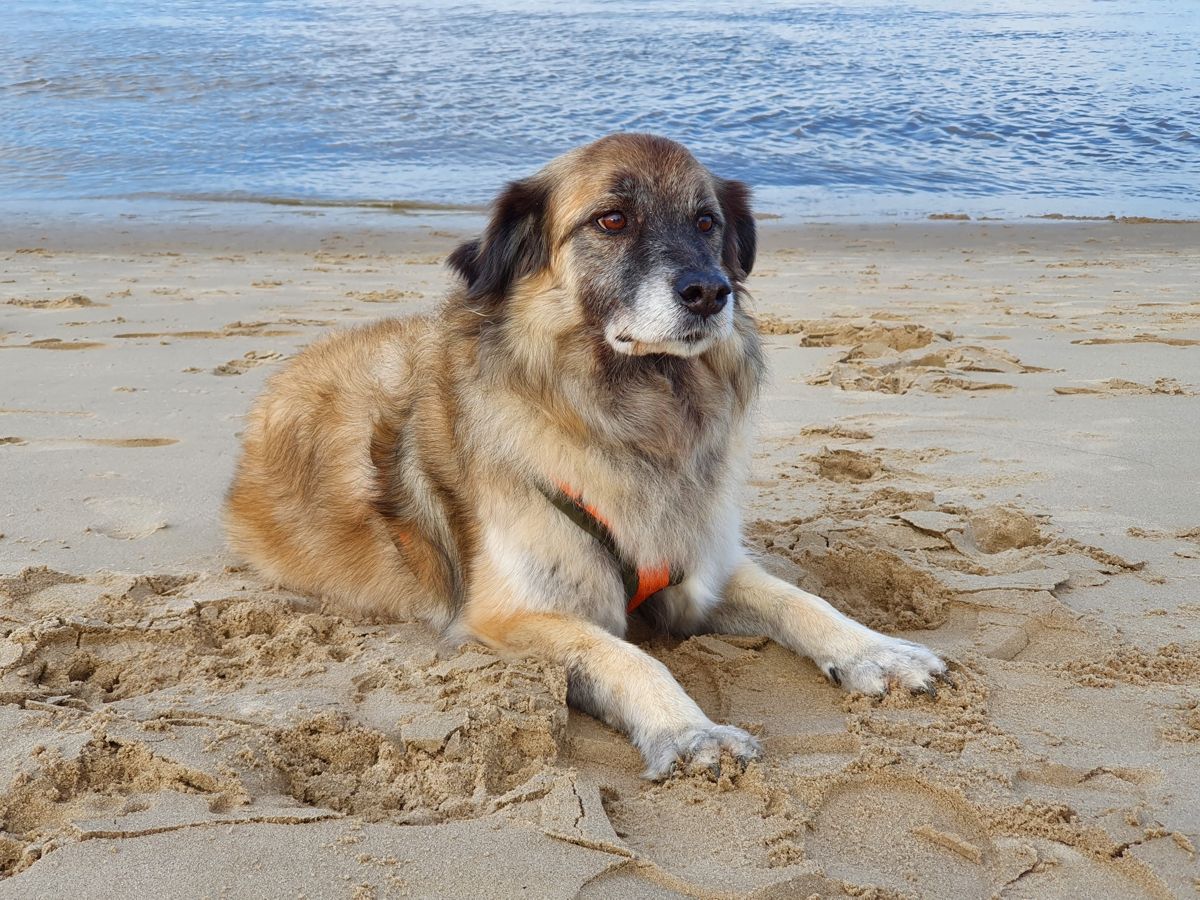 Hund Paul an der Elbe im Oktober 2020