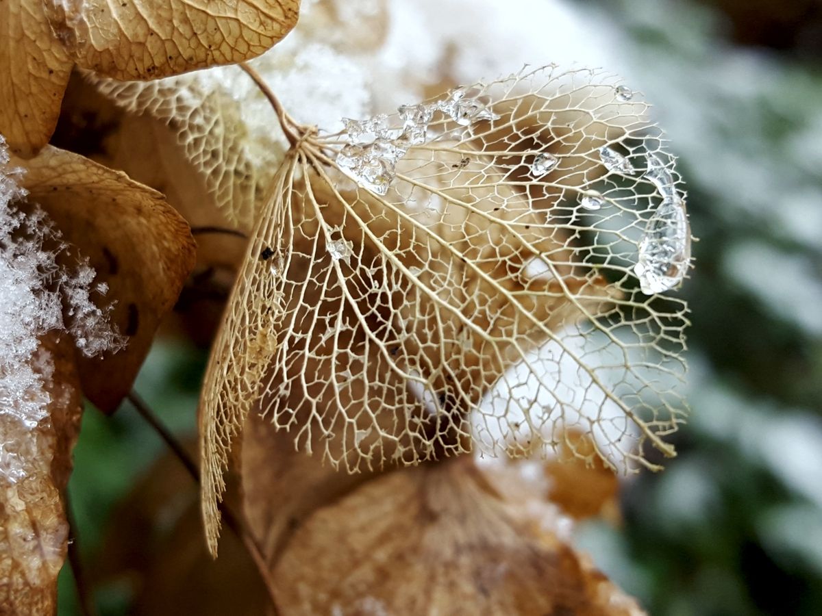 Hortensie im Winter mit Eiskristallen