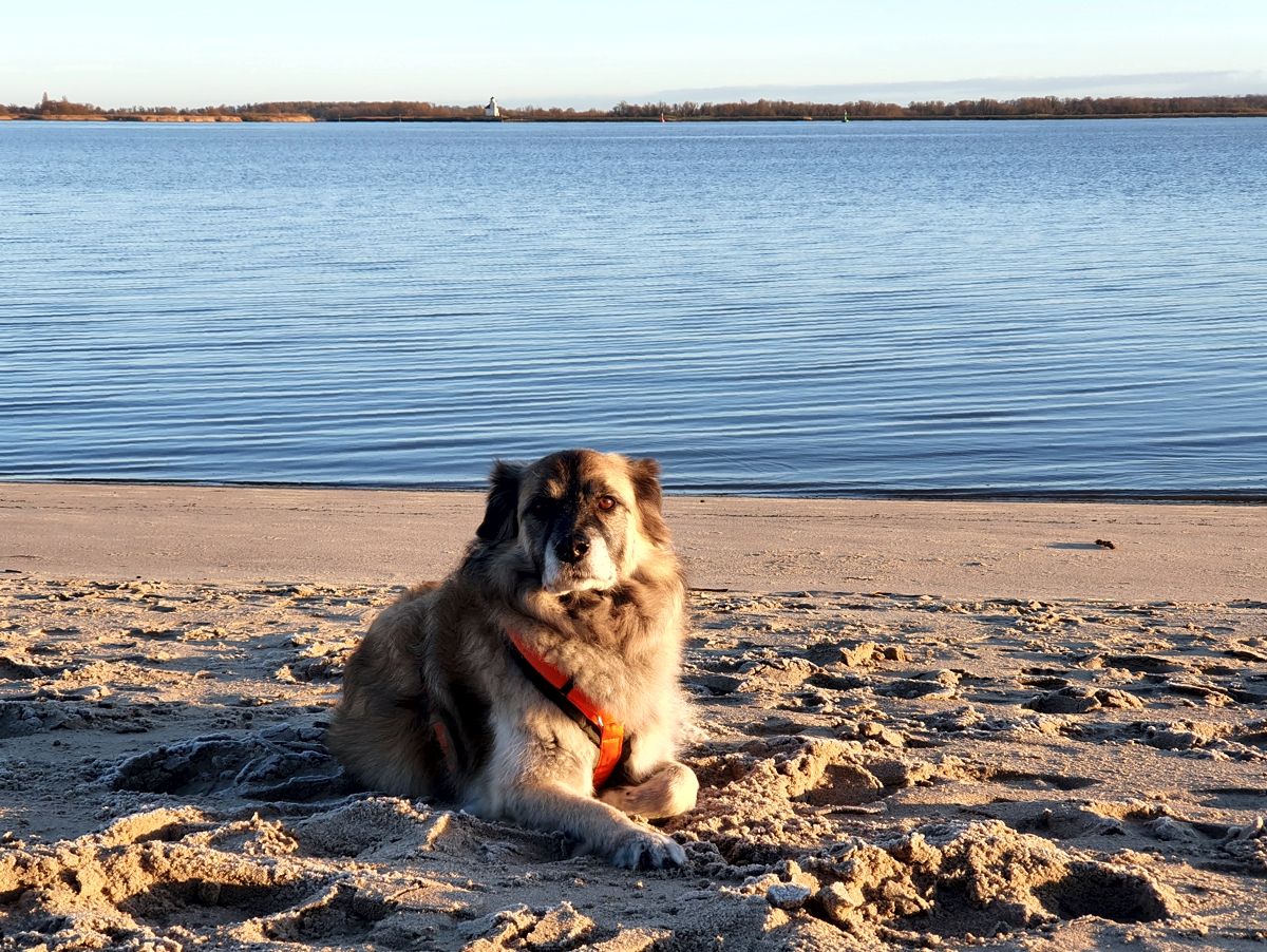 Hund Paul an der Elbe im Dezember 2020