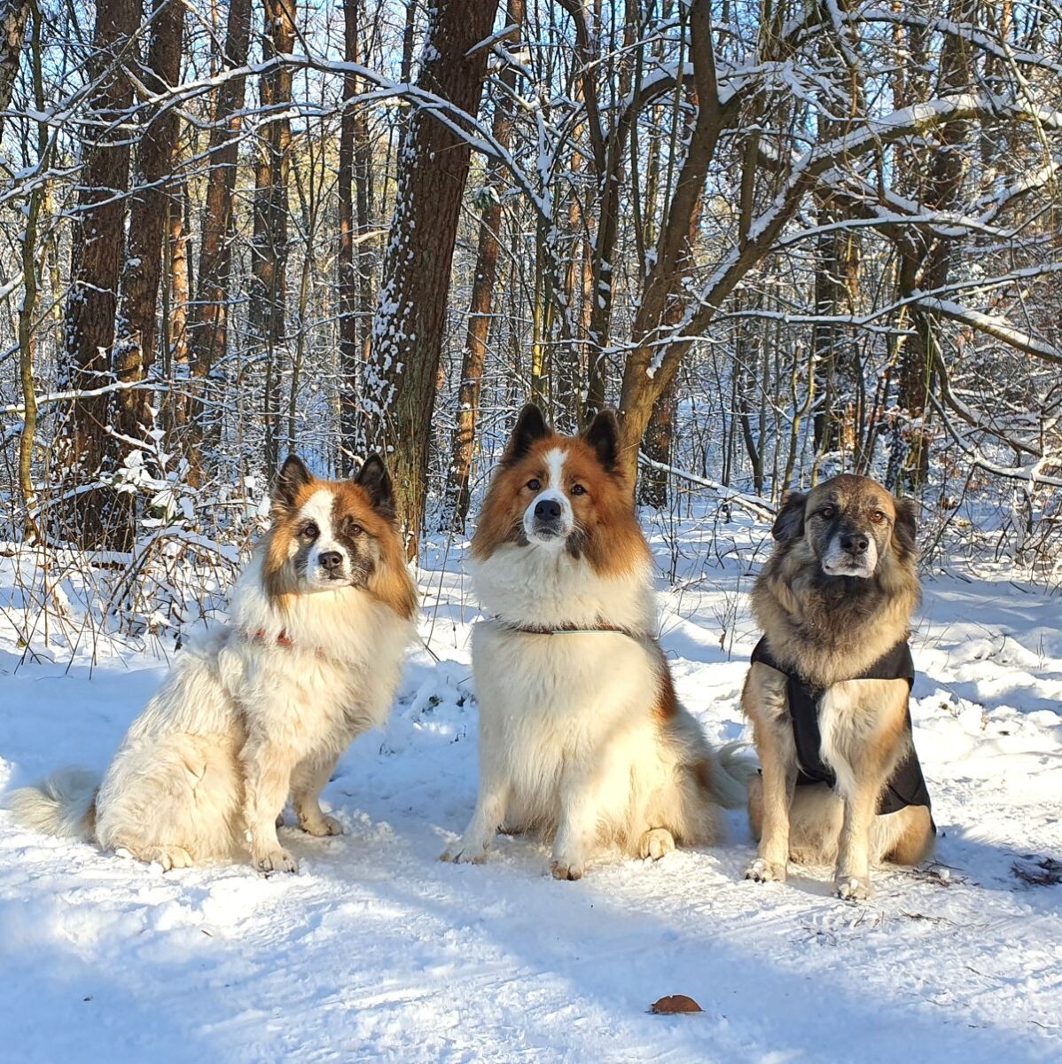 Hunde Jaz, Koda und Paul - 2 Elos und 1 Hütehundmischling