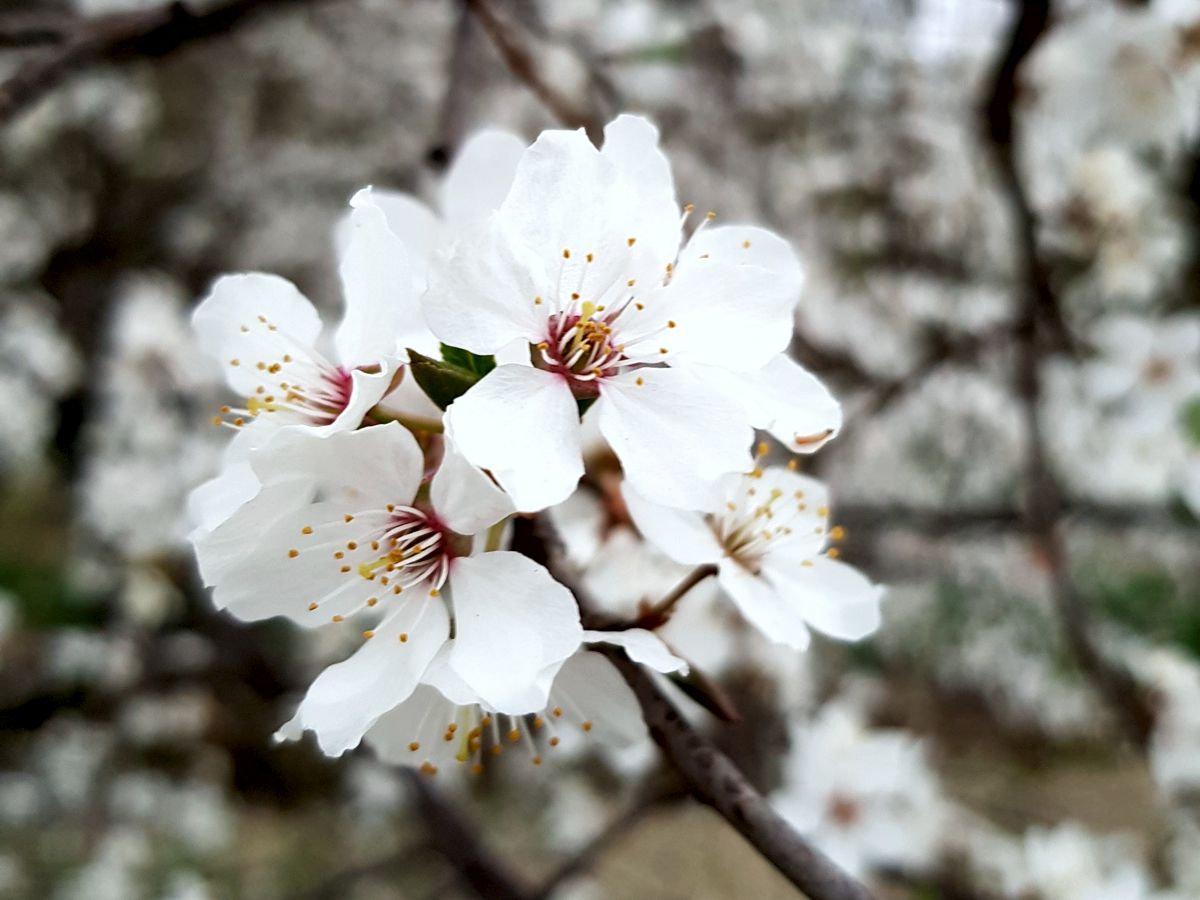 Zierobstblüte weiß