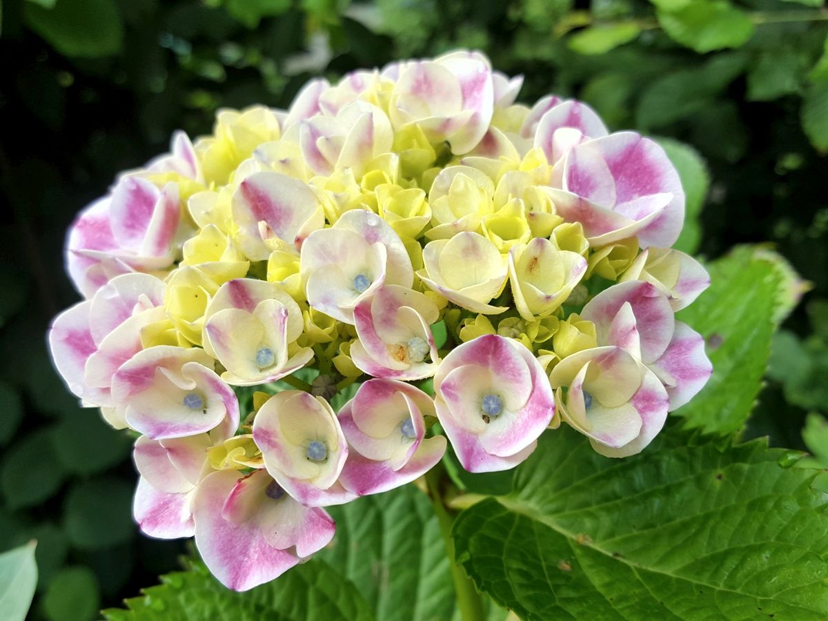 Hortensie