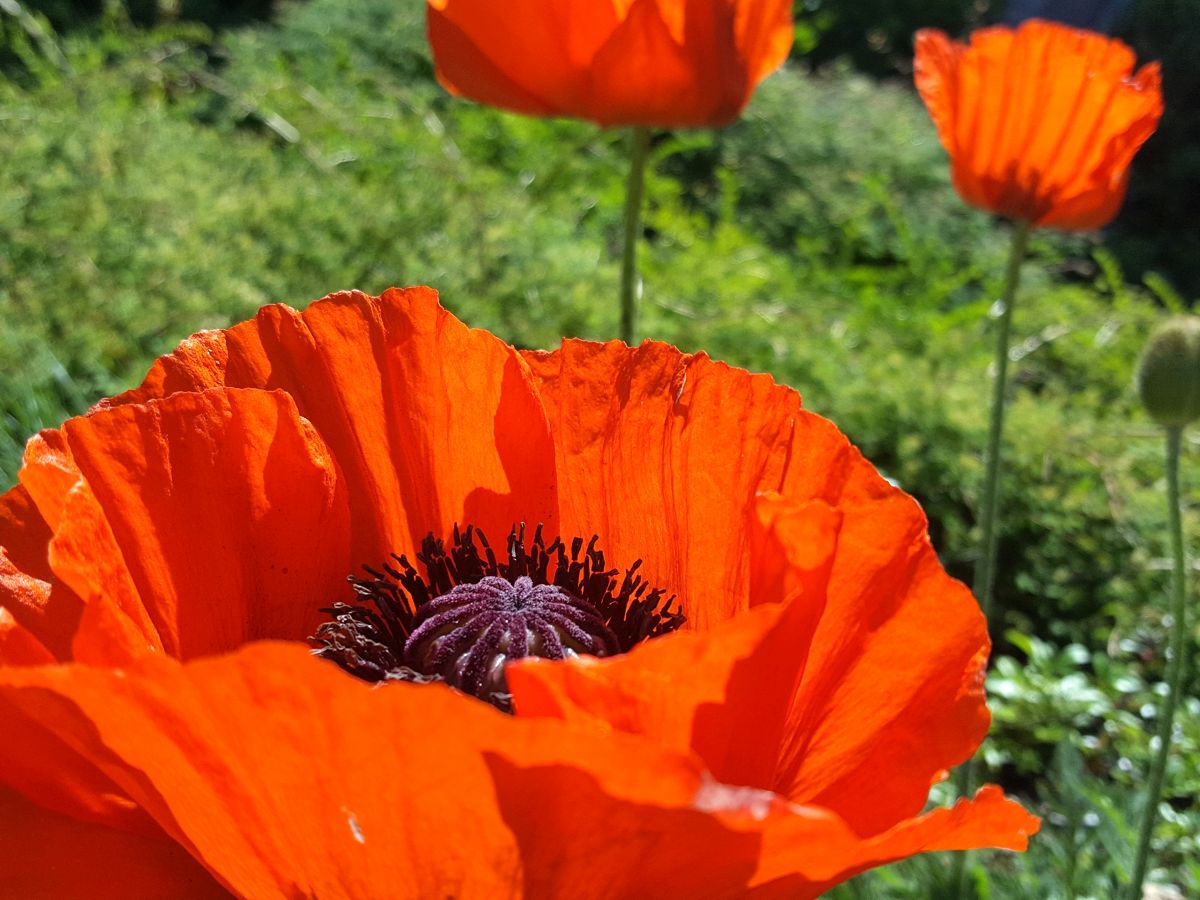 Klatschmohn