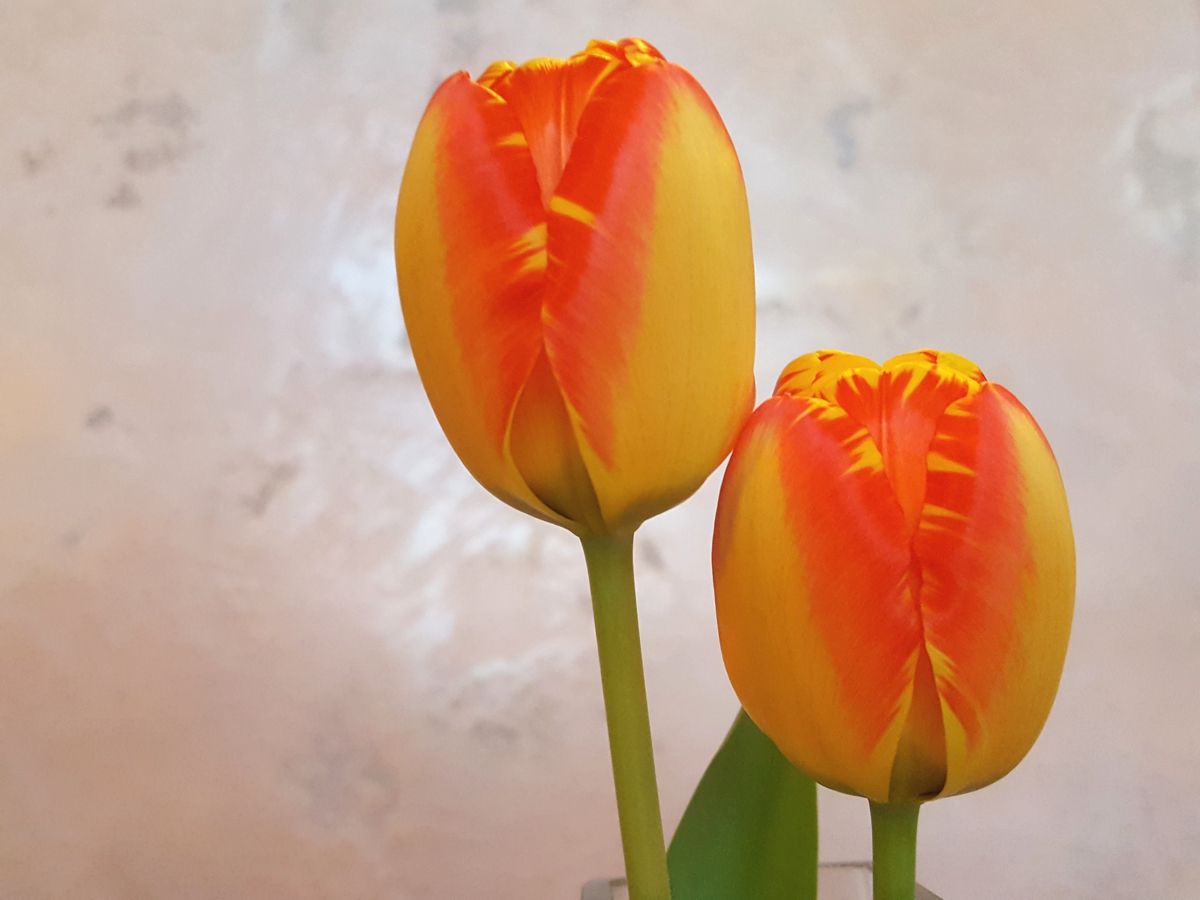 Tulpen orange-gelb