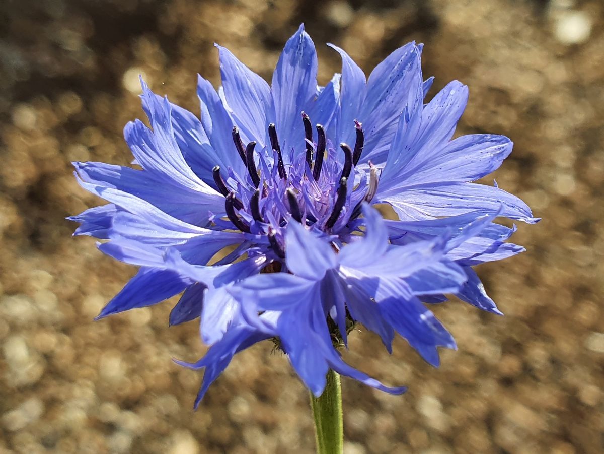 Kornblume blau