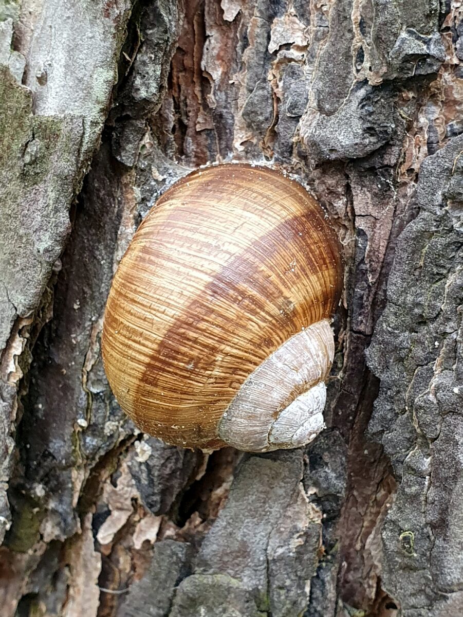 Schnecke an einem Baumstamm