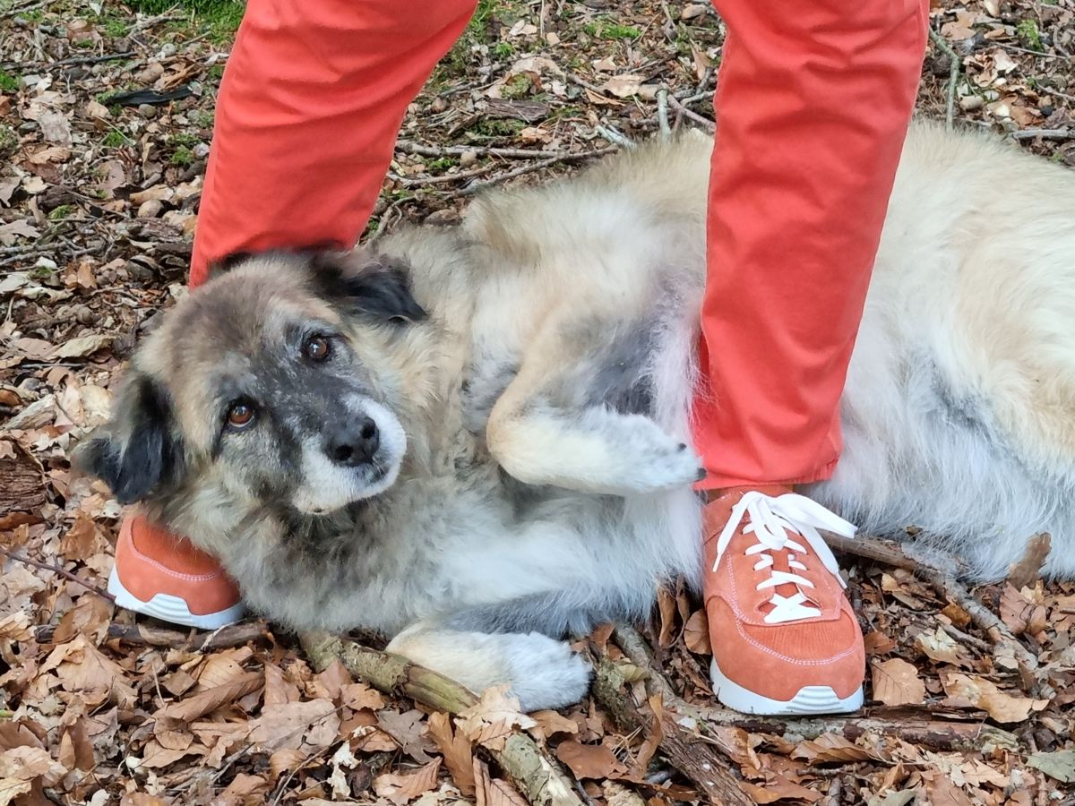 Ines Meyrose - Outfit 2021 - UXGO Schuhe für Hallux in Weite G - Modell Amber - in warmen Rot-/Orange-Brauntönen kombiniert für den Herbstfarbtyp - Ü50 Bloggerin mit Hund Paul