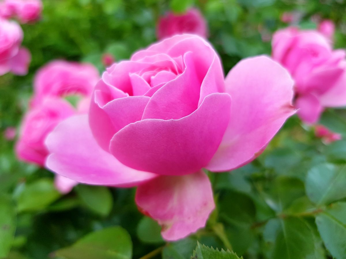 Rose Leonardo da Vinci rosa