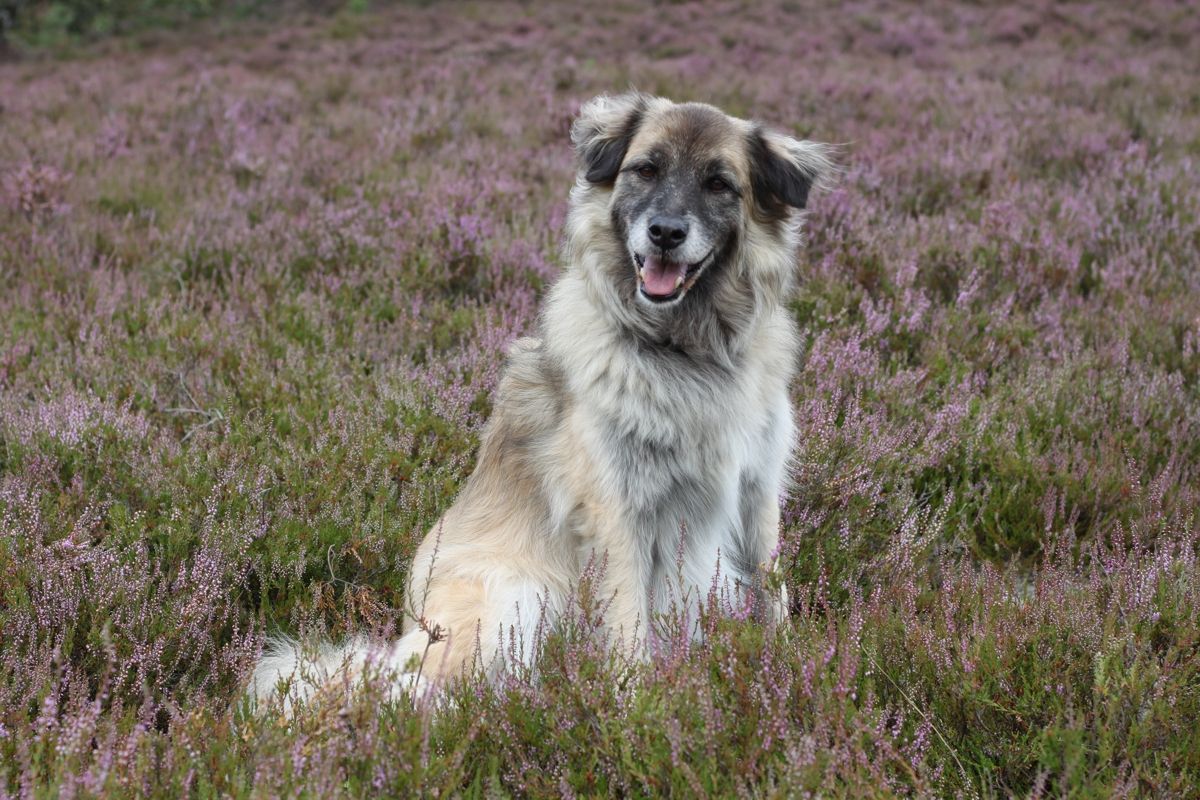 Heideblüte mit Hund Paul