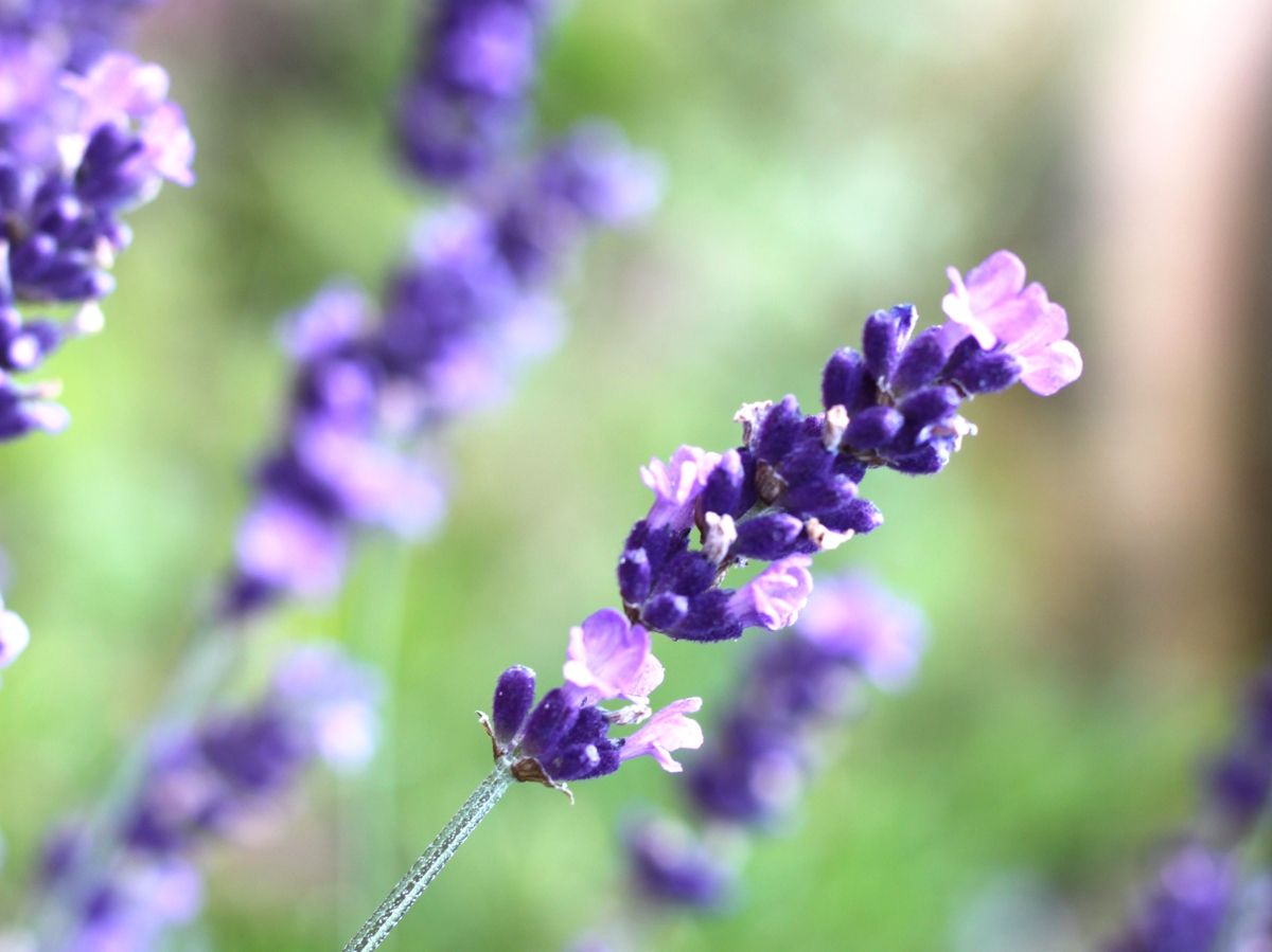 Lavendel