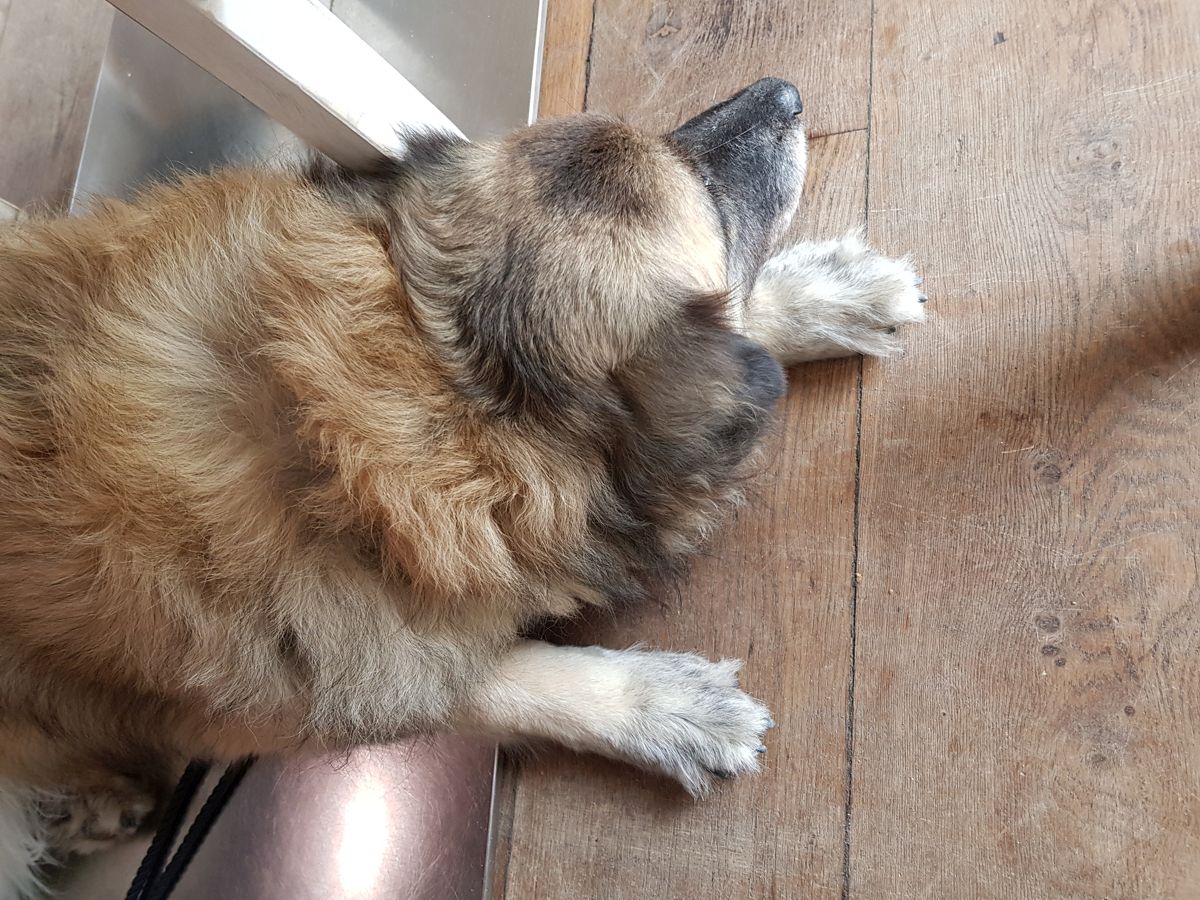 Restaurantbesuch mit Hund Paul