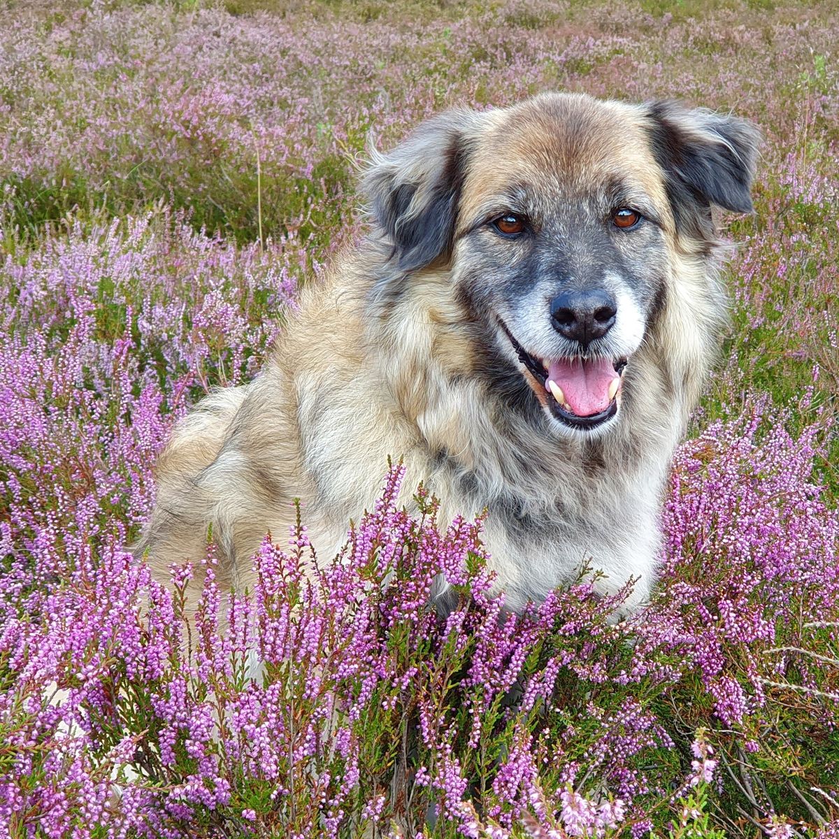 Heideblüte mit Hund Paul