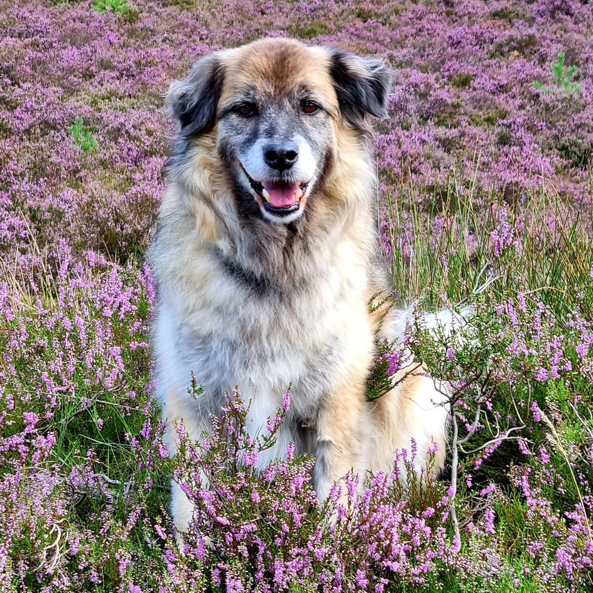 Heideblüte mit Hund Paul 2021