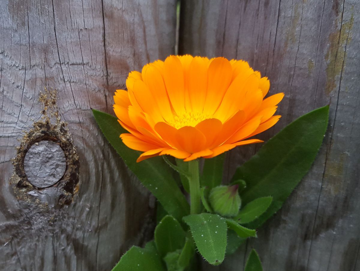 Calendula - Ringelblume - Orange