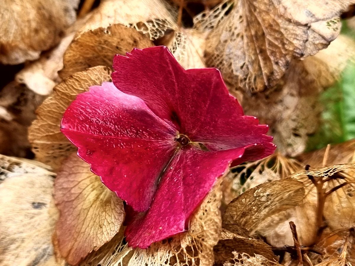 Hortensie im Herbst - Magenta und Fragmente