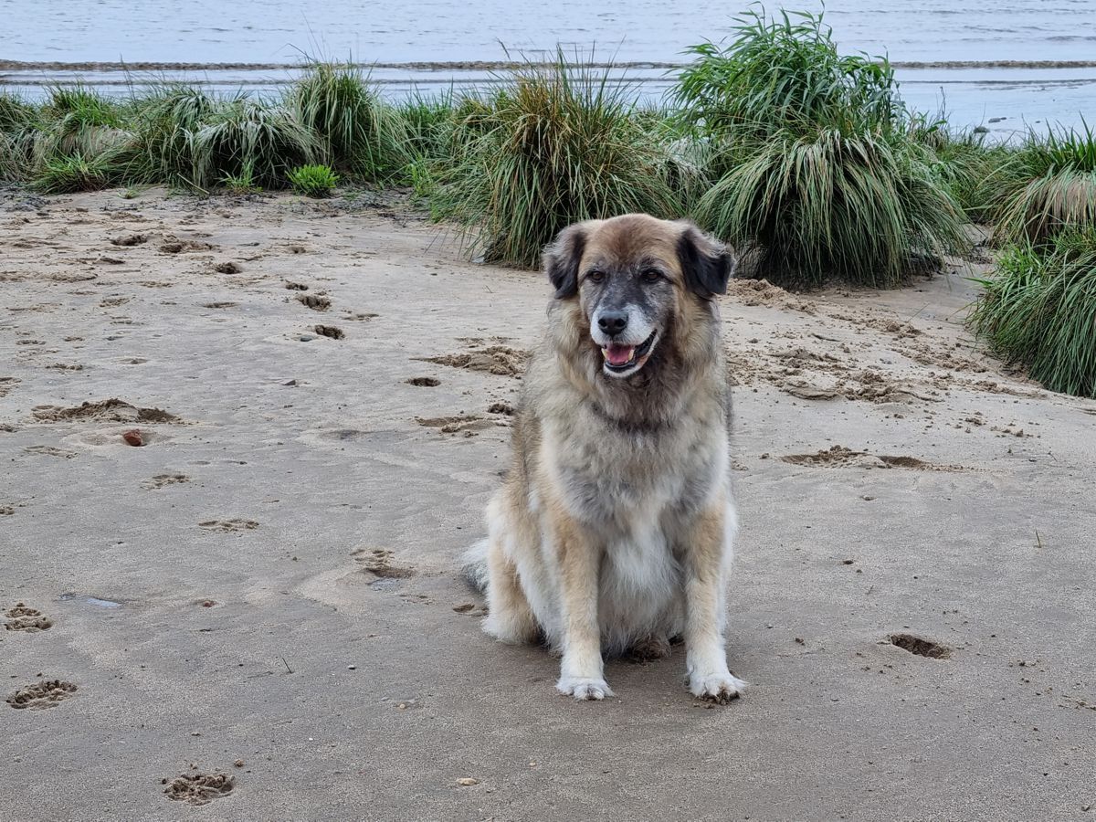 Hund Paul an der Elbe im September 2021