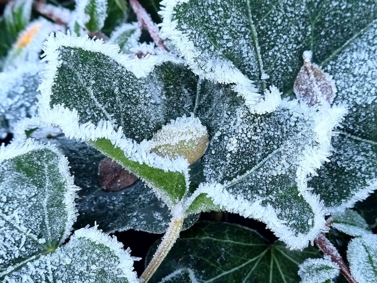 Winterzauber: gefrorener Efeu