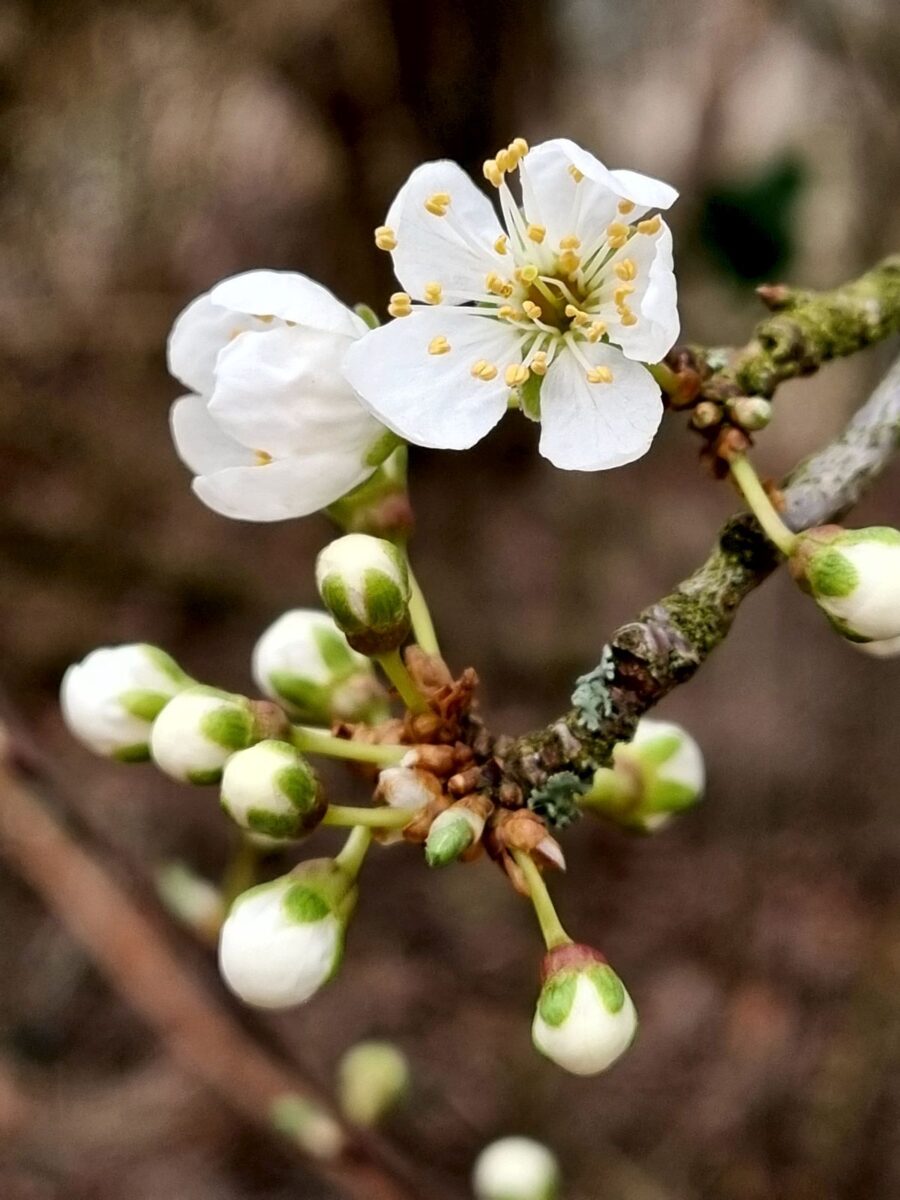 Blühender Zweig im Frühling