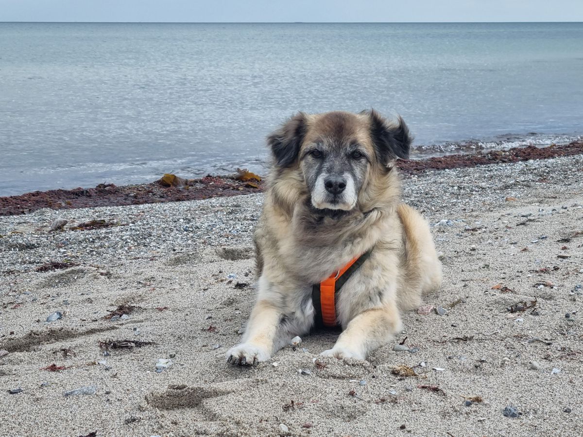 Hund Paul am Strand im April 2022