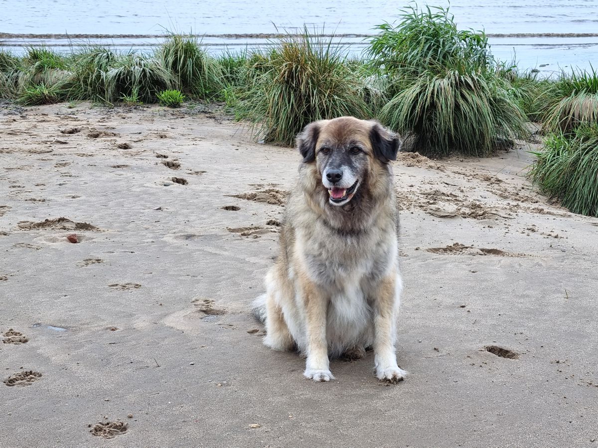 Hund Paul am Strand