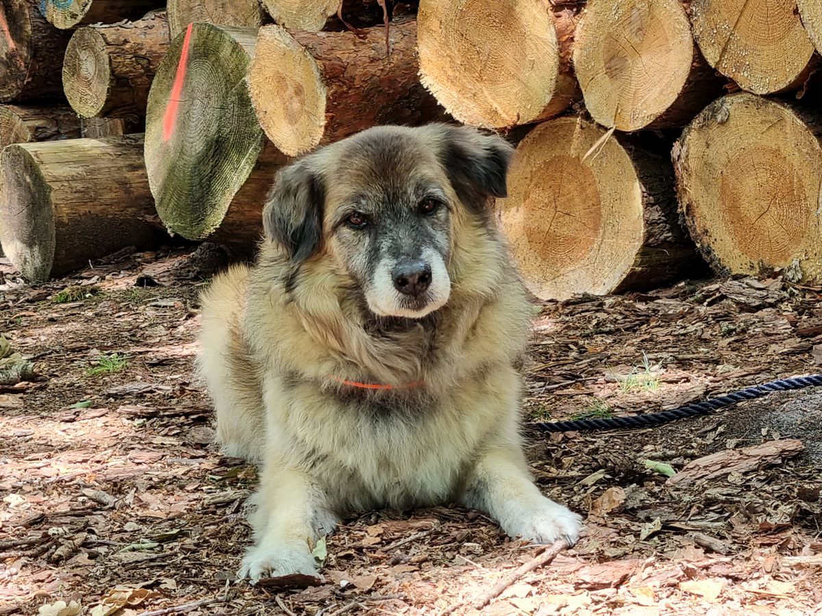 Hund Paul im Wald im Juni 2022