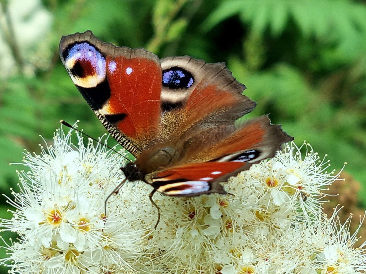 Schmetterling-Tagpfauenauge