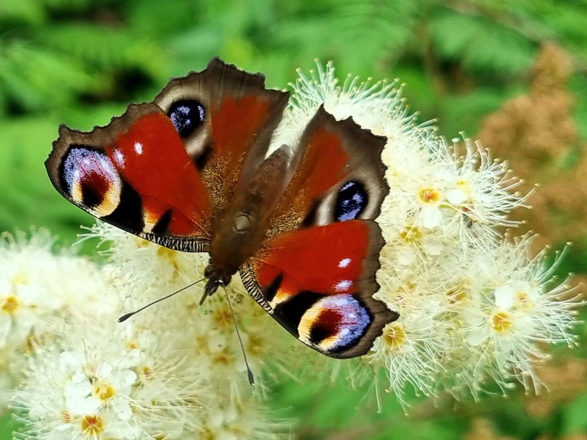 Schmetterling-Tagpfauenauge