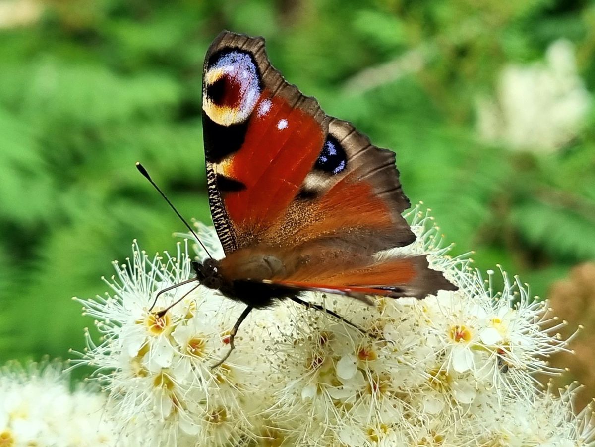 Schmetterling-Tagpfauenauge