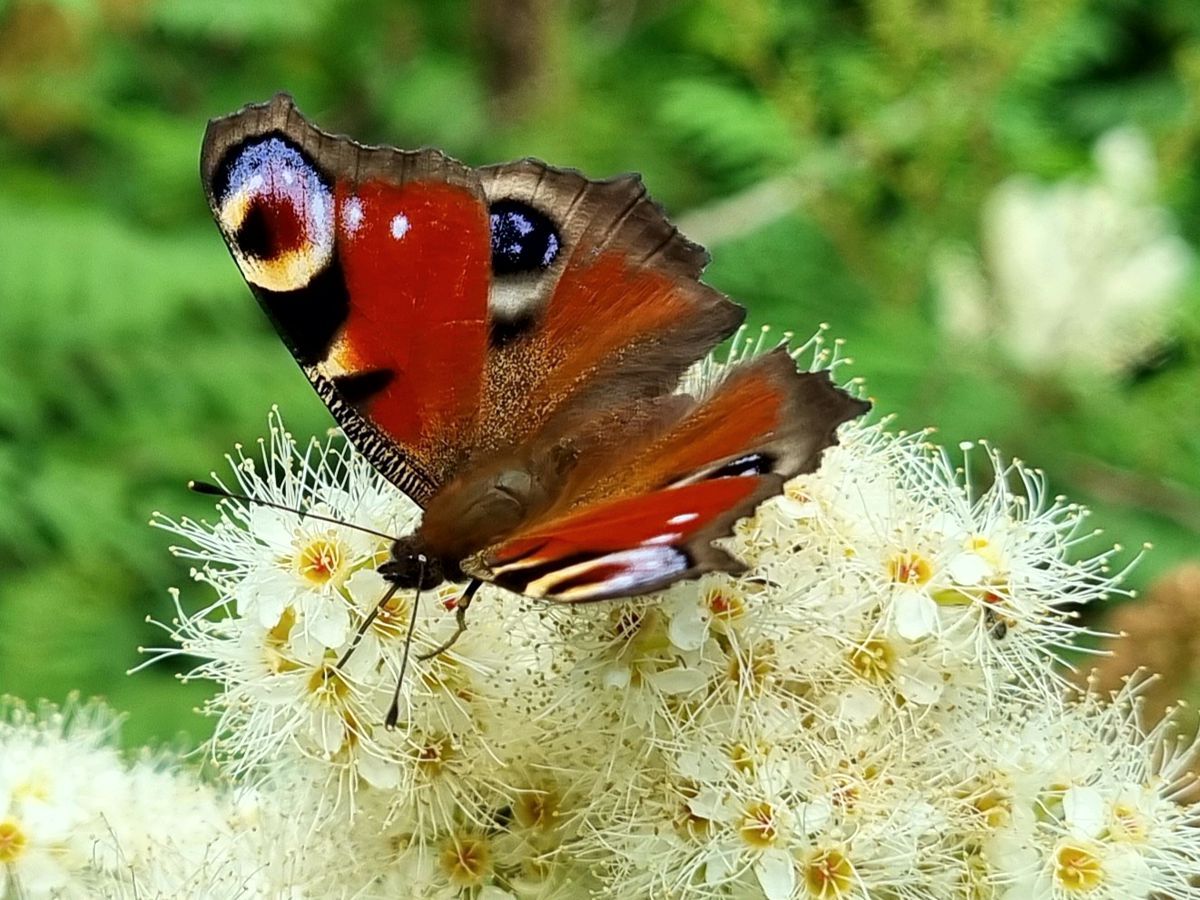 Schmetterling-Tagpfauenauge