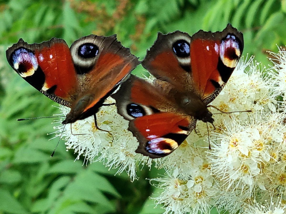 Schmetterling-Tagpfauenauge