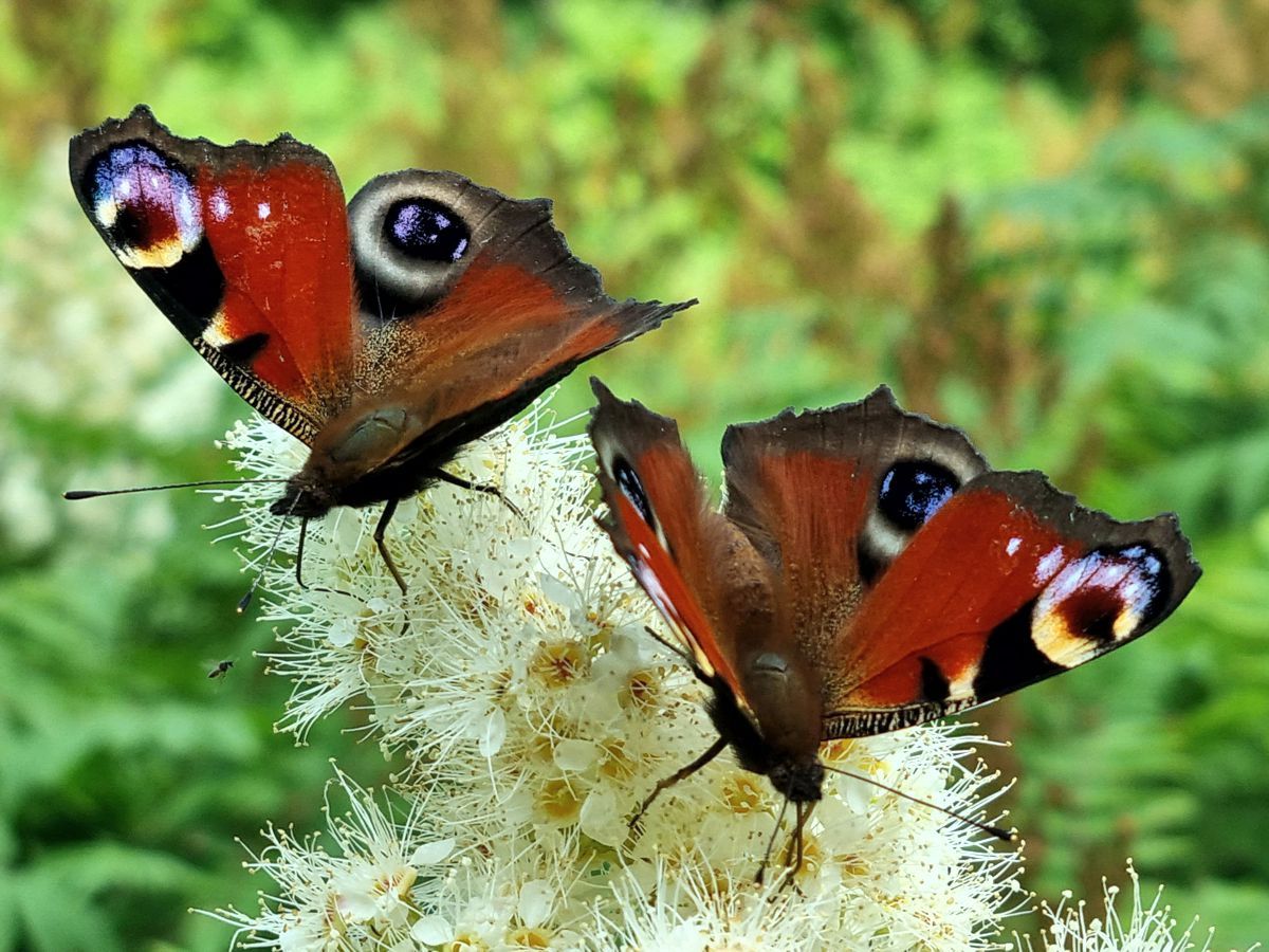 Schmetterling-Tagpfauenauge
