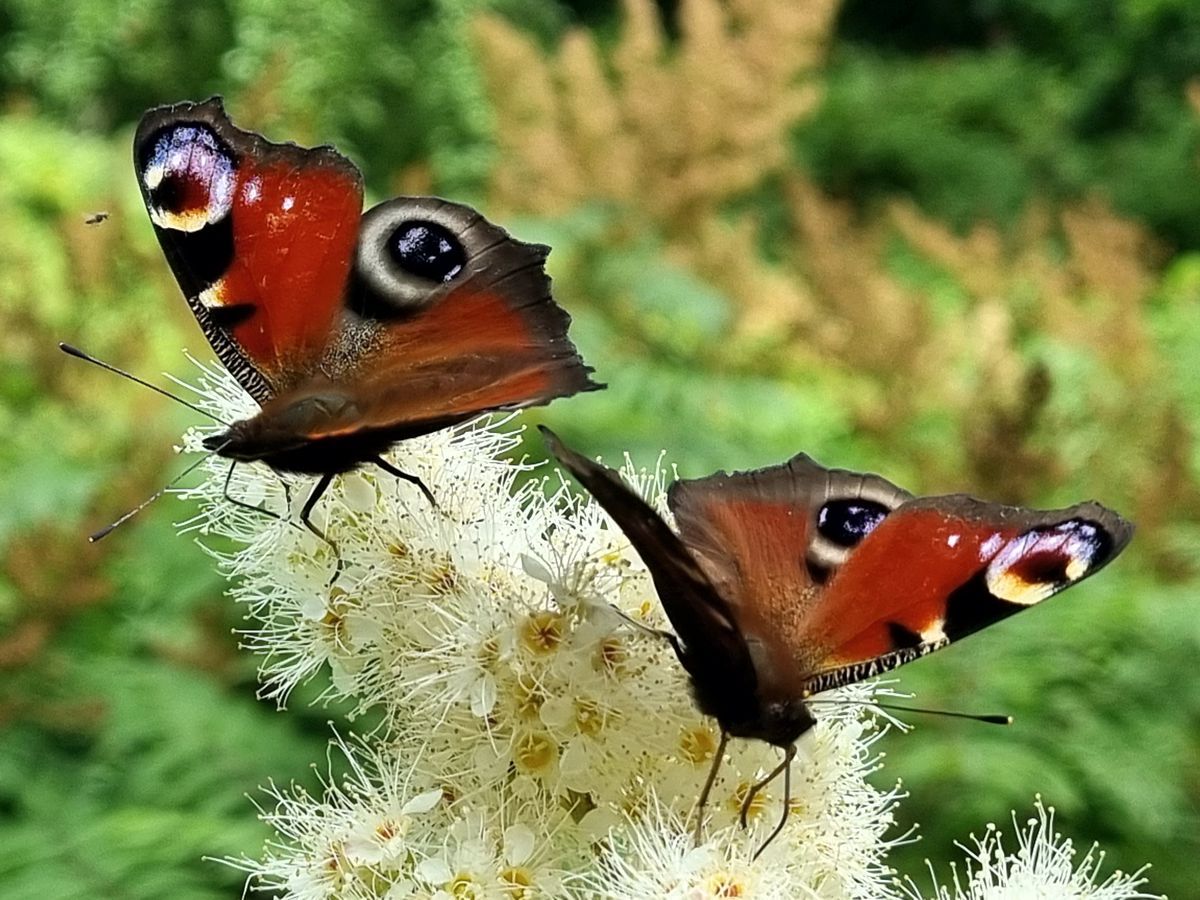 Schmetterling-Tagpfauenauge