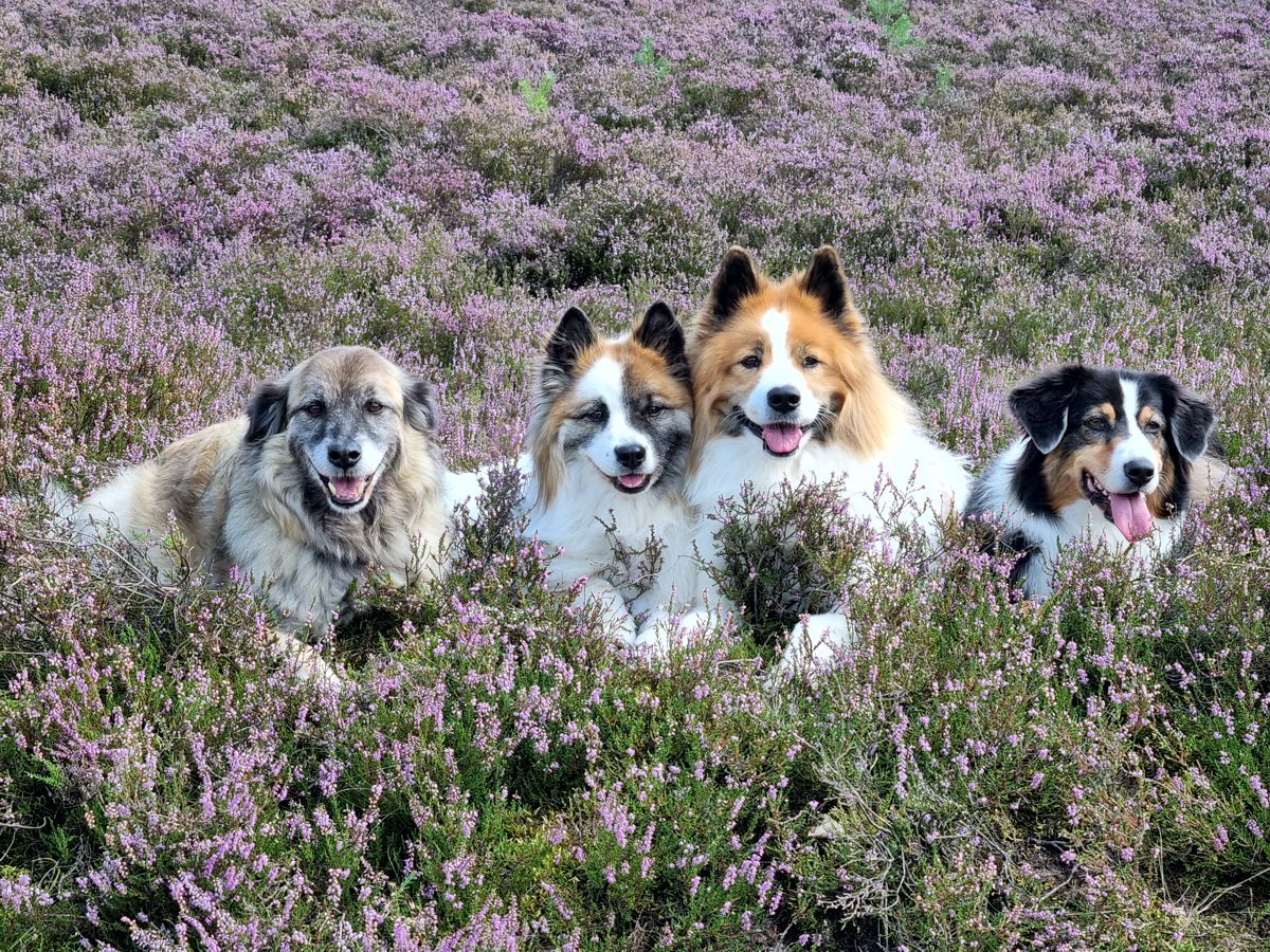 Hunde Paul, Jazz, Koda und Amy - Hütehundmischling, Elos, Australian Shepherd - in der Fischbeker Heide zur Heideblüte 2021