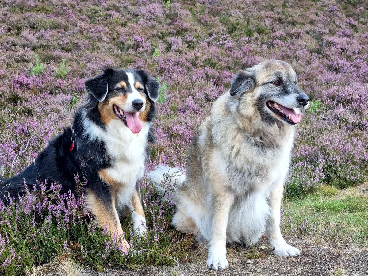 Hunde Amy und Paul, Australian Shepherd und Hütehundmischling - in der Fischbeker Heide zur Heideblüte 2022