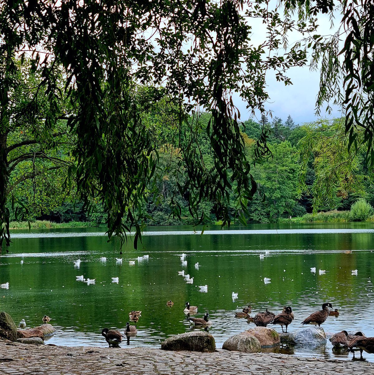 Außenmühlenteich in Hamburg-Harburg im September 2022