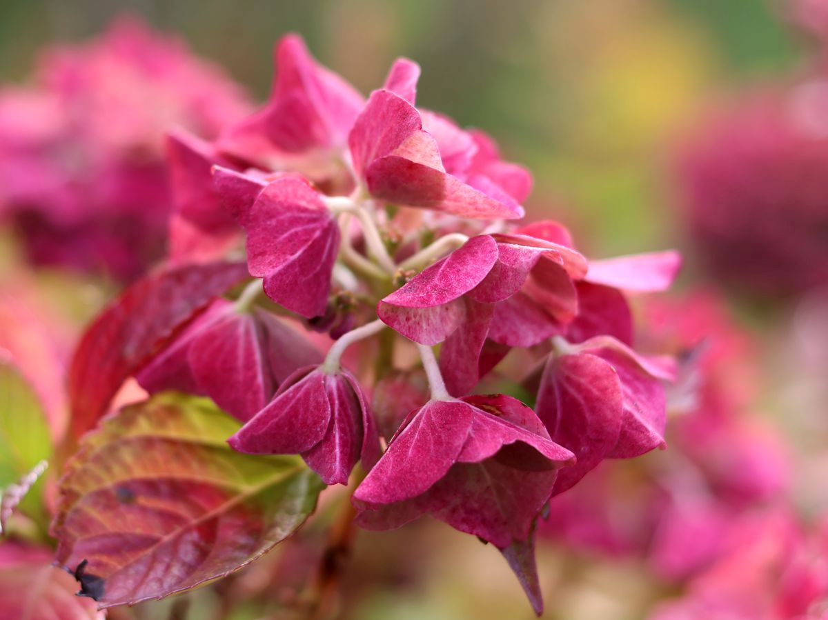 Hortensie mit herbstlicher Färbung