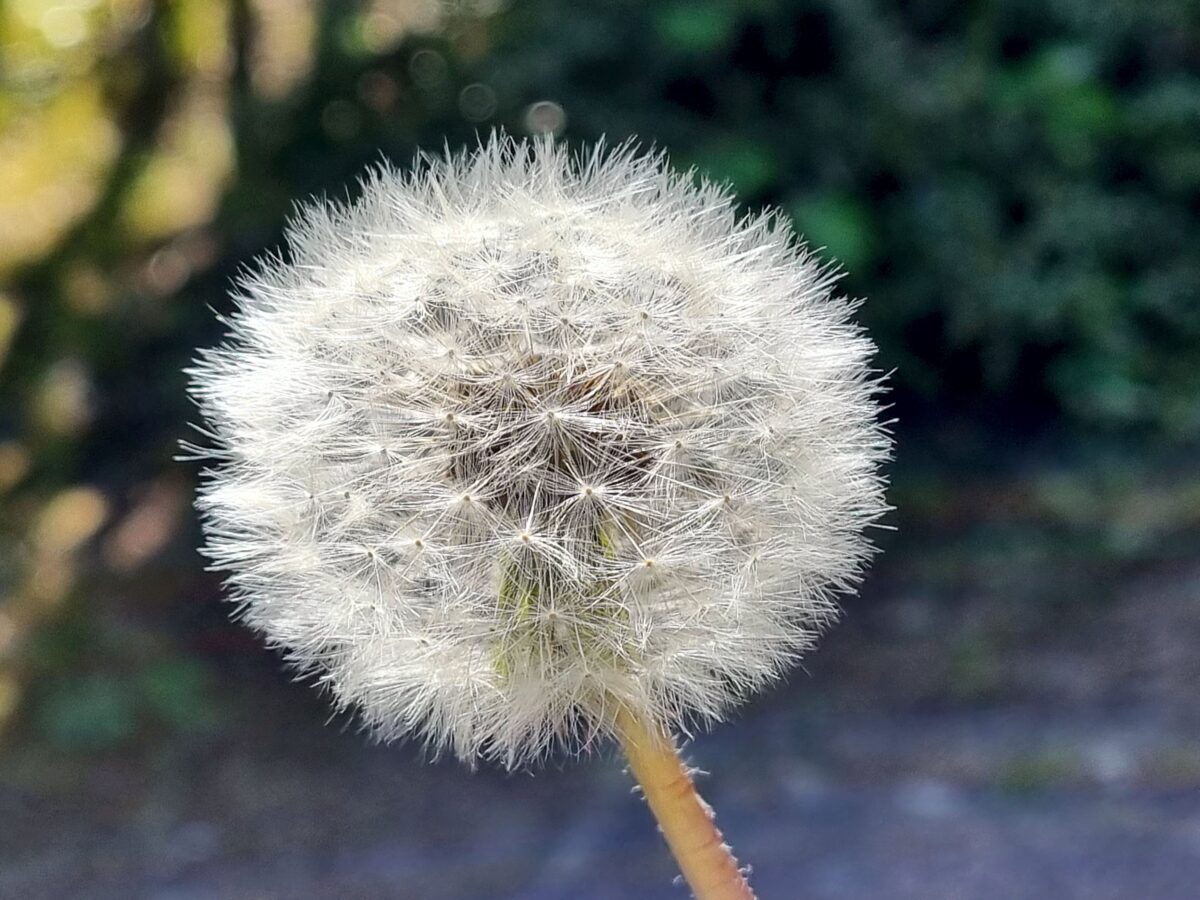 Pusteblume – Wünsch Dir was!