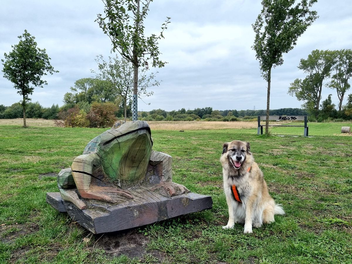 Hund Paul - wer küsst ihn zum Froschkönig?