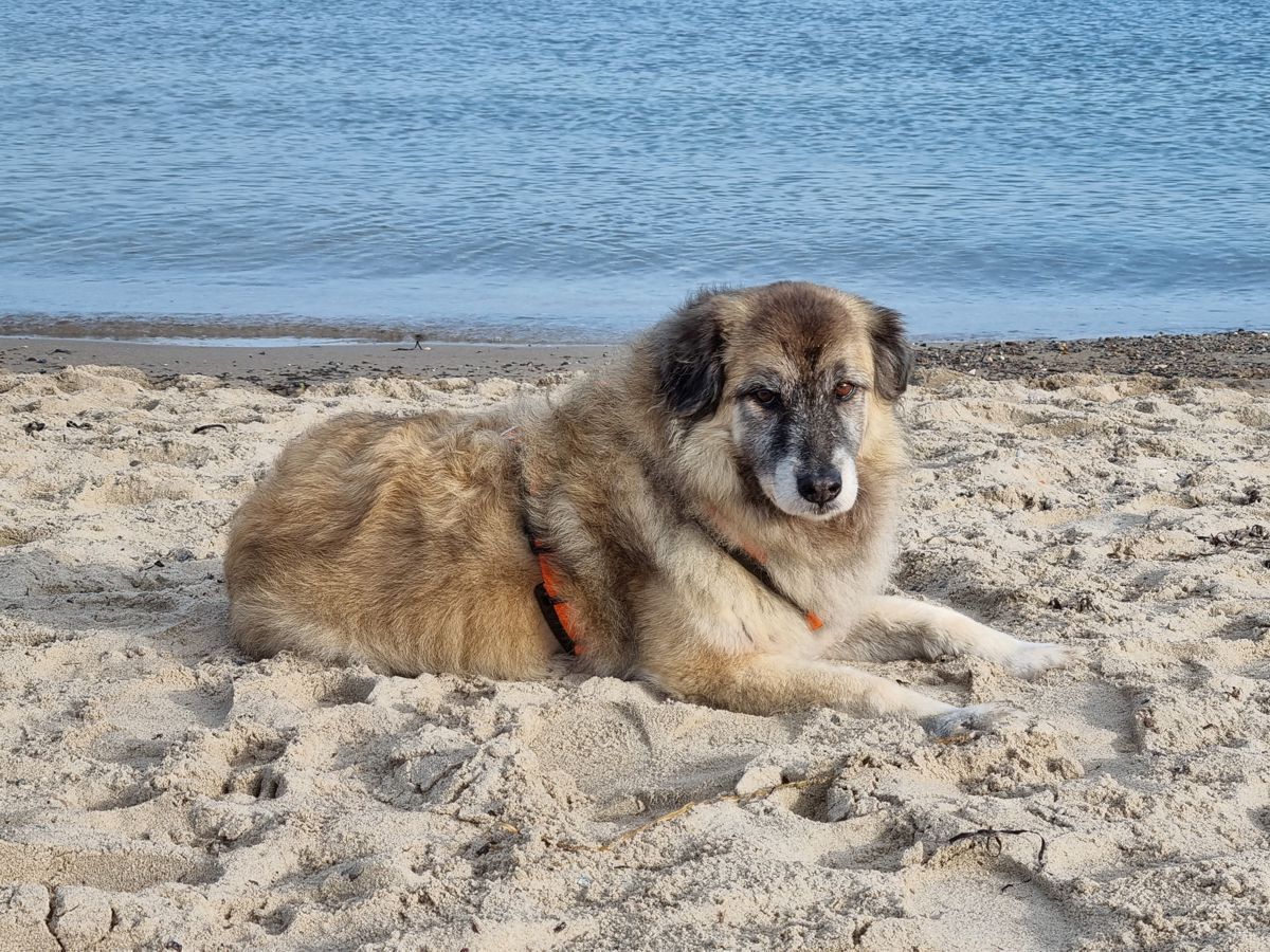 Hund Paul an der Ostsee im Oktober 2022