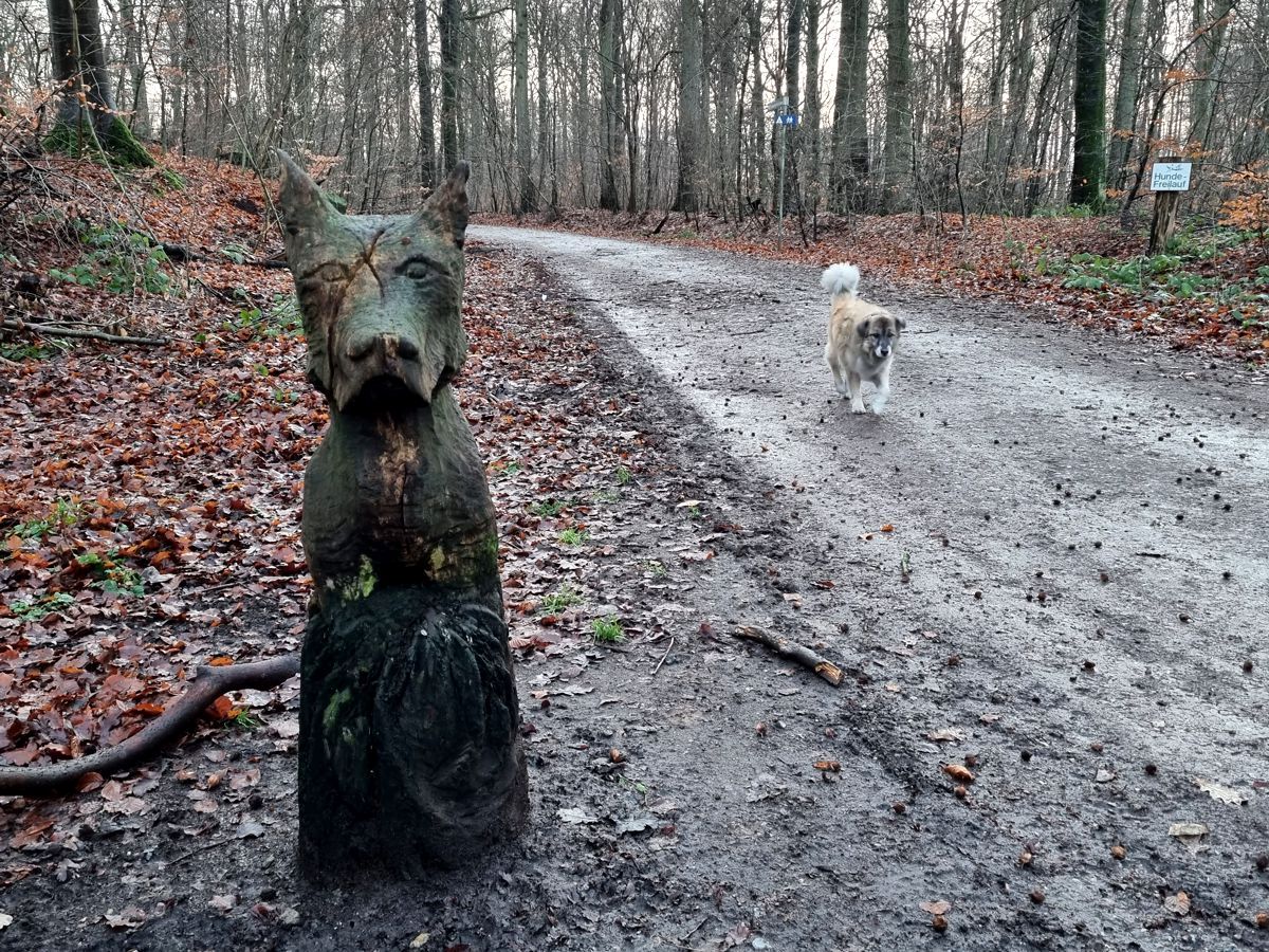 Hundewald Glücksburg - Bloggerhund Paul