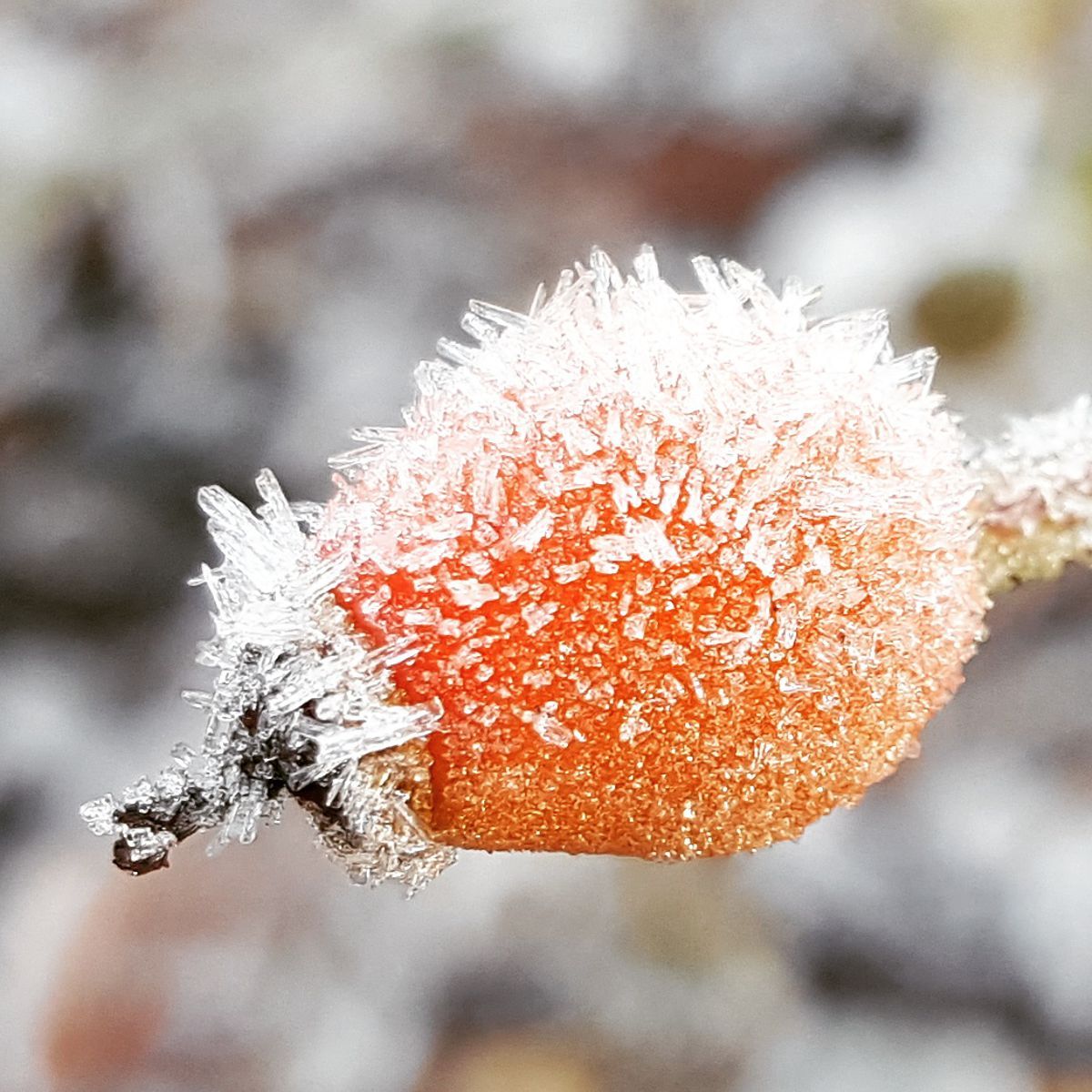 Hagebutte mit Eisblumen