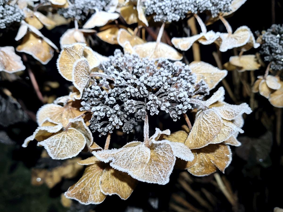 Hortensienblüte im Frost