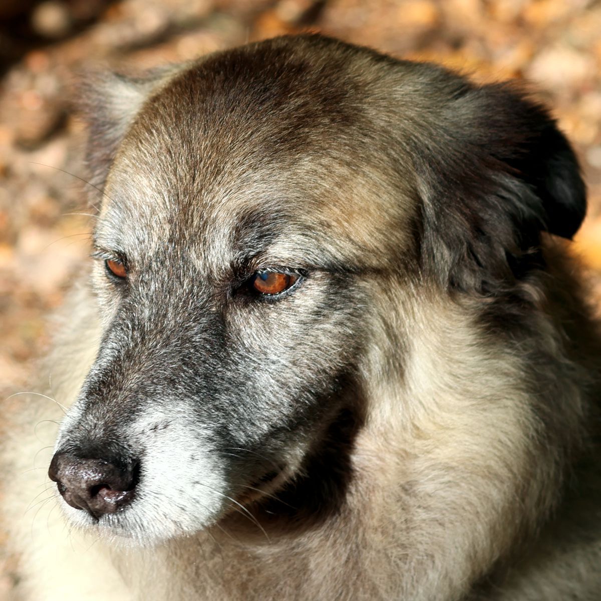 Hund Paul Portrait