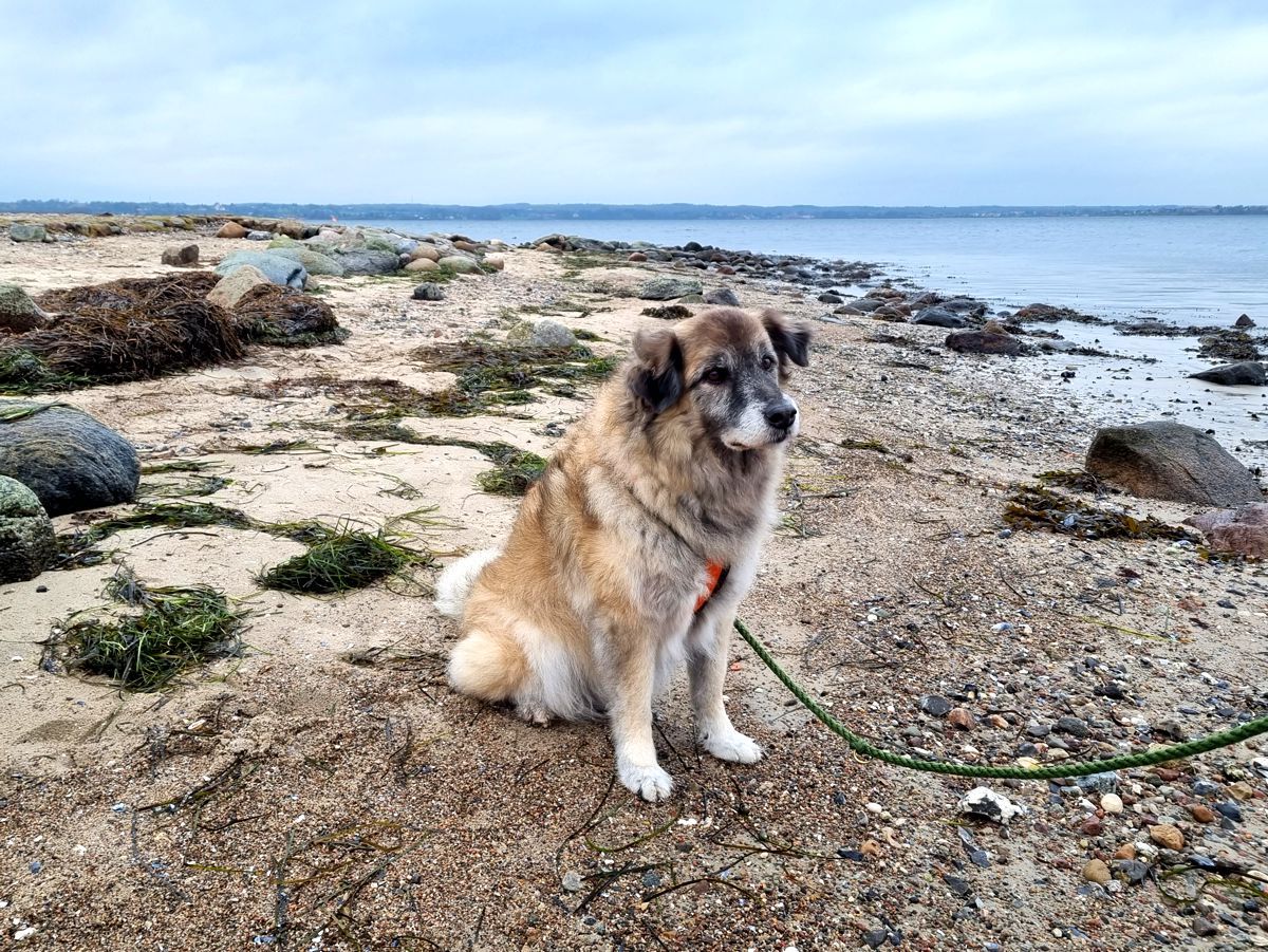 Hund Paul auf Holnis an der Nordspitze am Strand