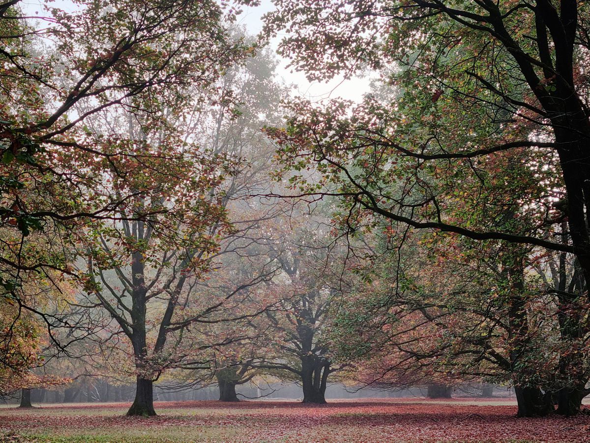 Lichtung im Wald im Herbst