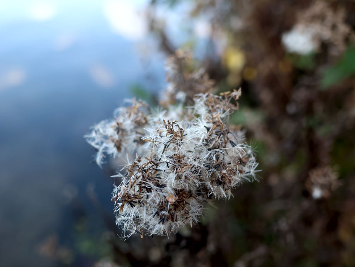 Samenstand im Herbst