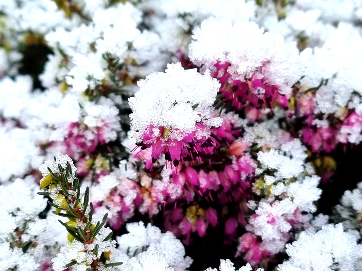 Winterheide in Pink unter Eiskristallen