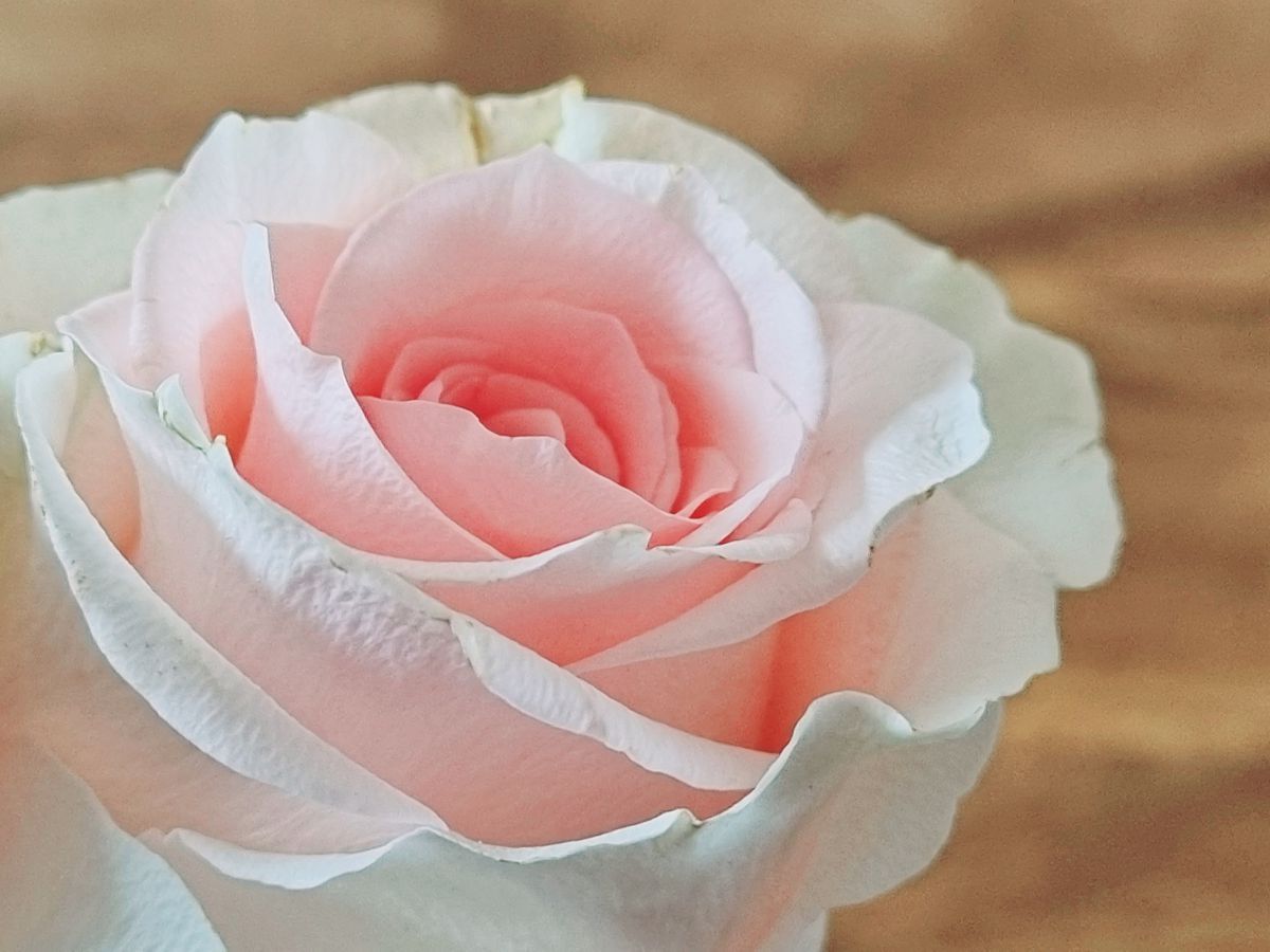 Rose rosa erblüht